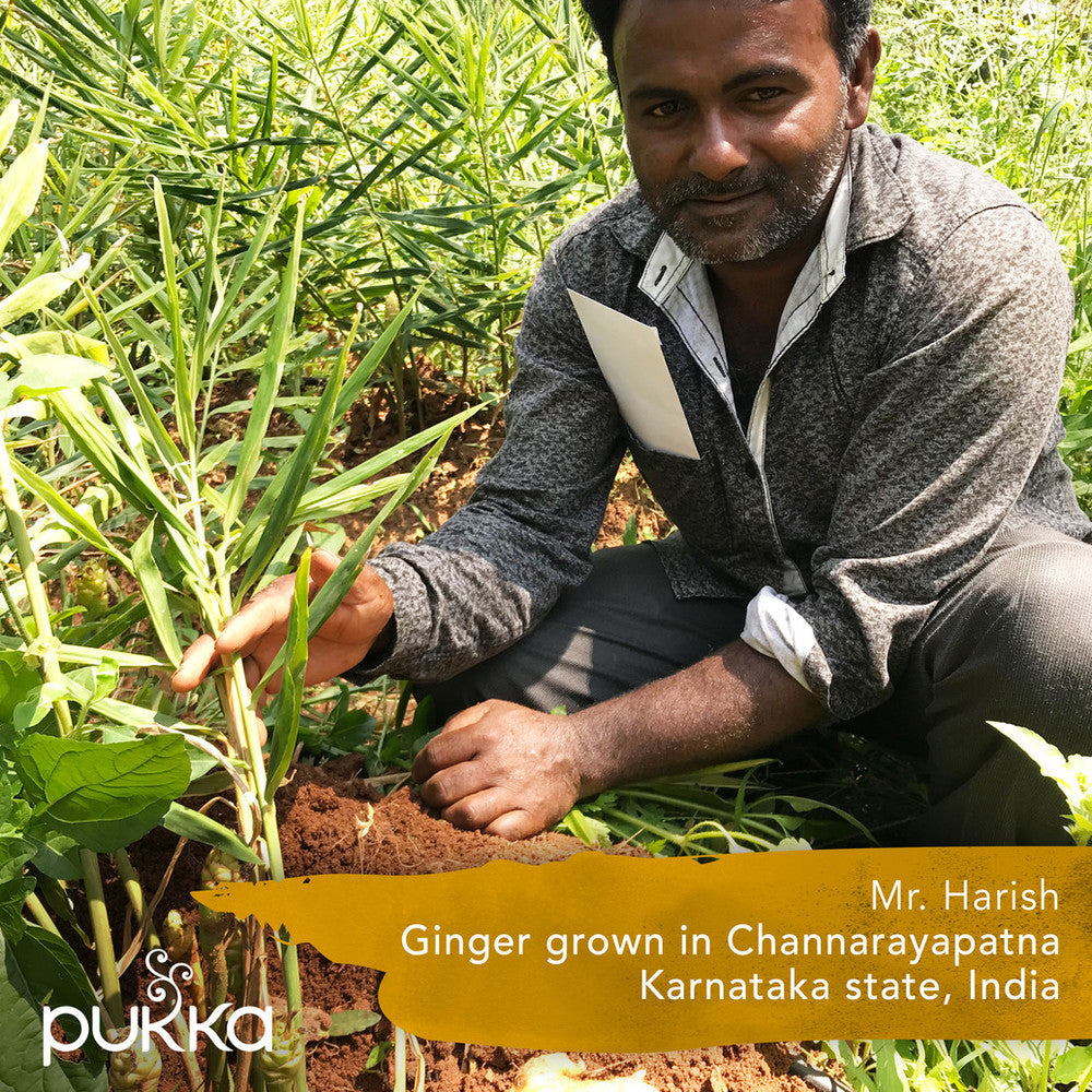 Pukka Wellness Tea